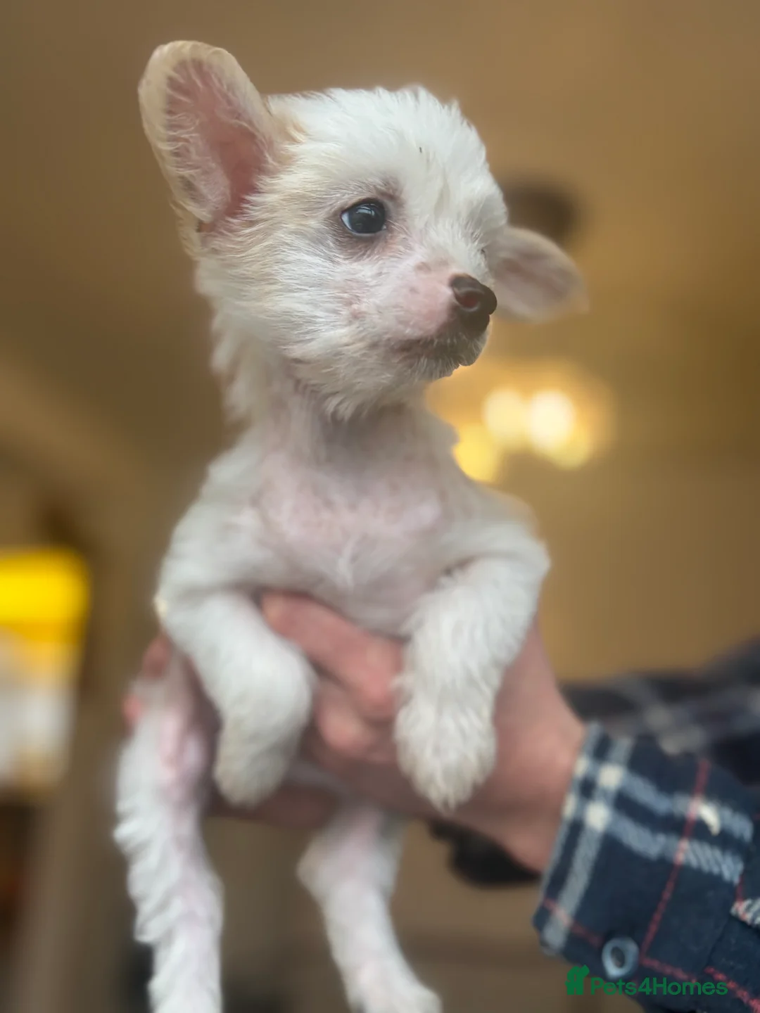 Chinese Crested dogs for sale: 🐾  Chinese Crested Puppies   - Advert 3