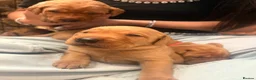 Labrador Retriever dogs for sale:  🐾❤️ KC Registered Fox Red Labrador Puppies 🐶✨ in Blackburn - Advert 6