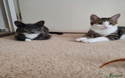 Mixed Breed cats for sale: Grey tuxedo 9 month kitten for a loving home  - Image 5