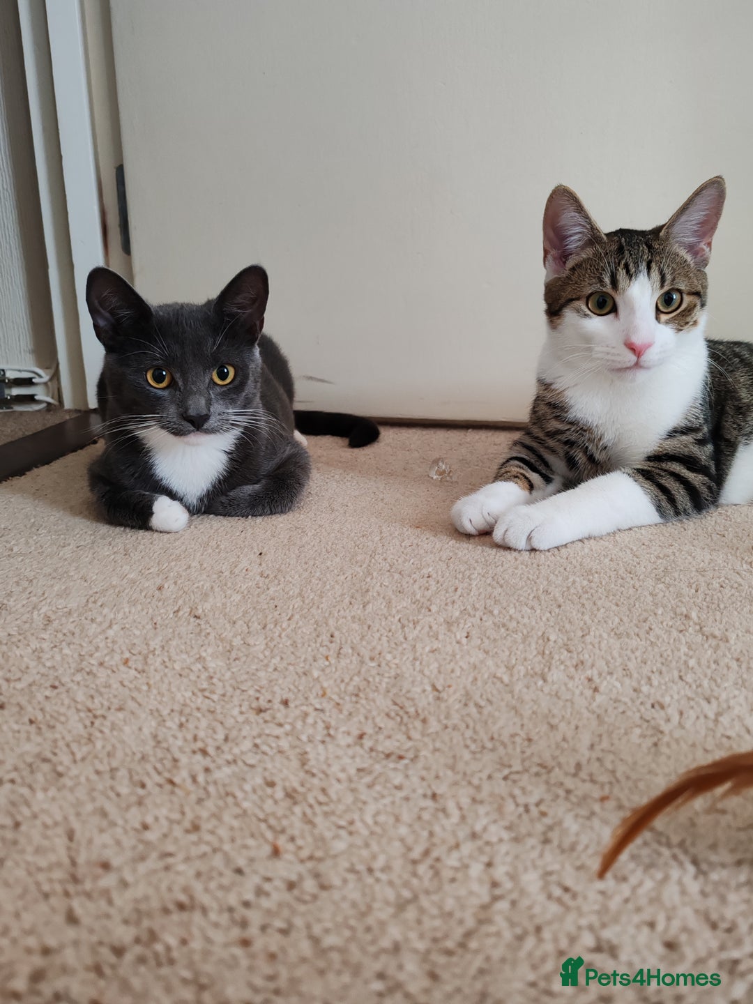 Mixed Breed cats for sale: Grey tuxedo 9 month kitten for a loving home  - Image 5