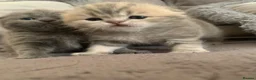 Scottish Fold cats for sale: 🌸PURE BREED SCOTTISH FOLD KITTENS🌸 - Advert 14