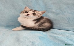 Scottish Fold cats for sale: Adorable Scottish fold Straight Ears Kittens - Image 14