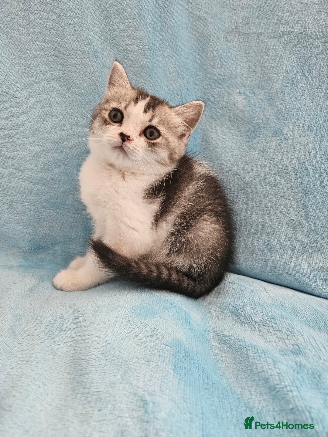 Scottish Fold cats for sale: Adorable Scottish fold Straight Ears Kittens - Image 14