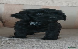Cockapoo dogs for sale: Stunning black cockapoos  - Image 2