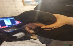 Mixed Breed dogs for sale: Border collie and springerdor puppies - Image 7