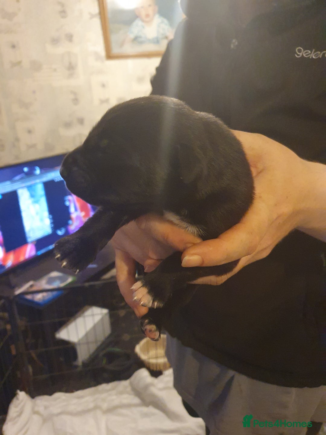 Mixed Breed dogs for sale: Border collie and springerdor puppies - Image 7