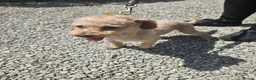 Cavapoo dogs for sale: Cavapoo puppies  - Advert 1