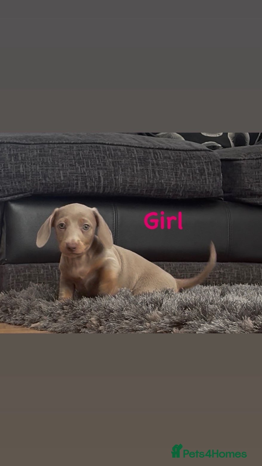 Miniature Dachshund dogs KC Minature dachshund puppies 1 boy 1 girl left  - Advert 7