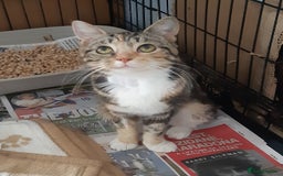Mixed Breed cats for adoption: Lovely rescue cats for adoption - Image 2