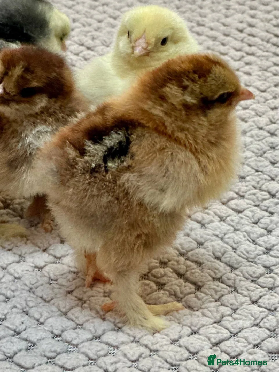 Chickens poultry for sale: Brahma Chicks - Advert 2