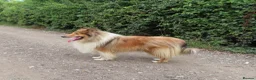 Rough Collie dogs for sale: Rough collie stud in Worksop - Advert 4
