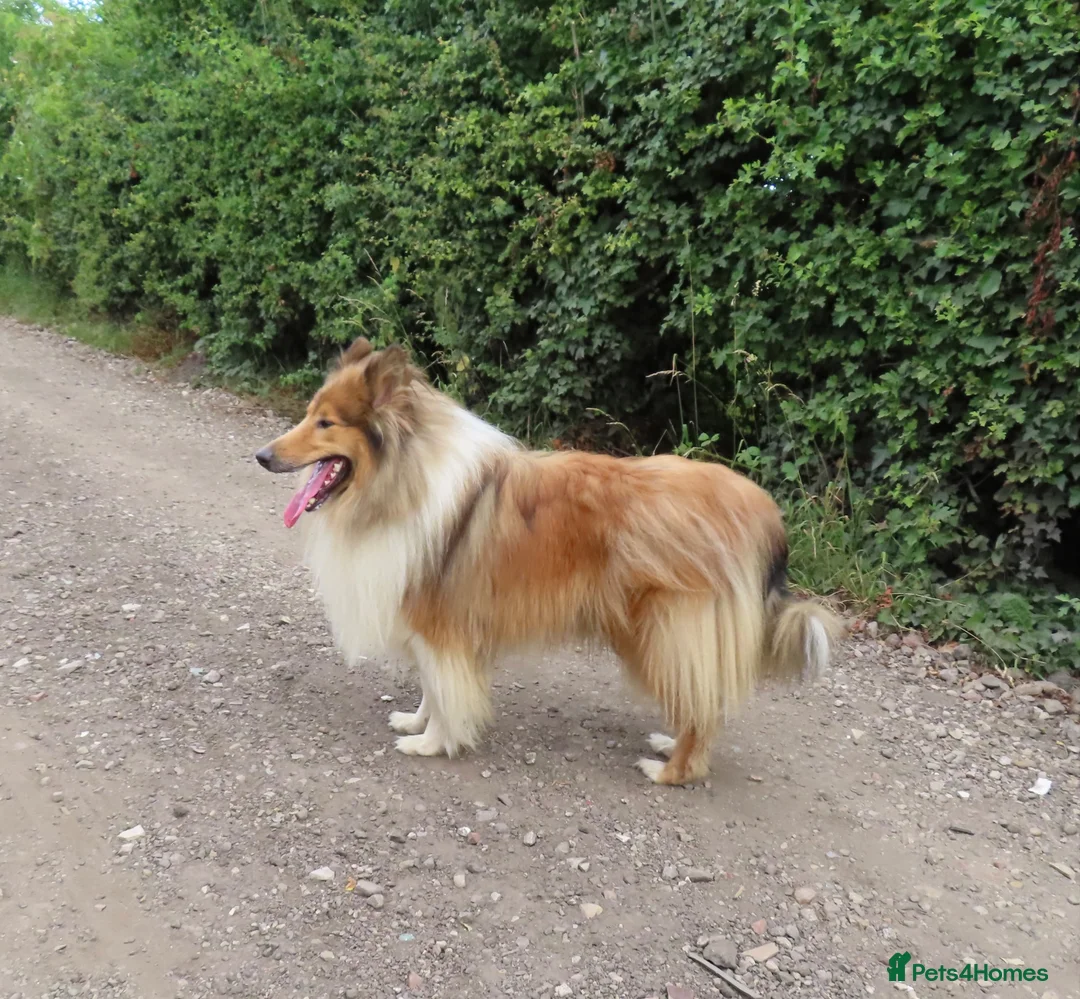 Rough Collie dogs for sale: Rough collie stud in Worksop - Advert 4
