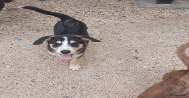 Mixed Breed dogs in Nottingham - Advert 13