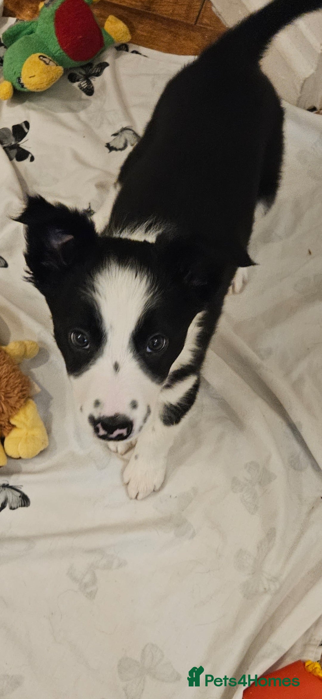 Border Collie dogs for sale: Beautiful Border Collie Puppy girl ready now - Advert 9