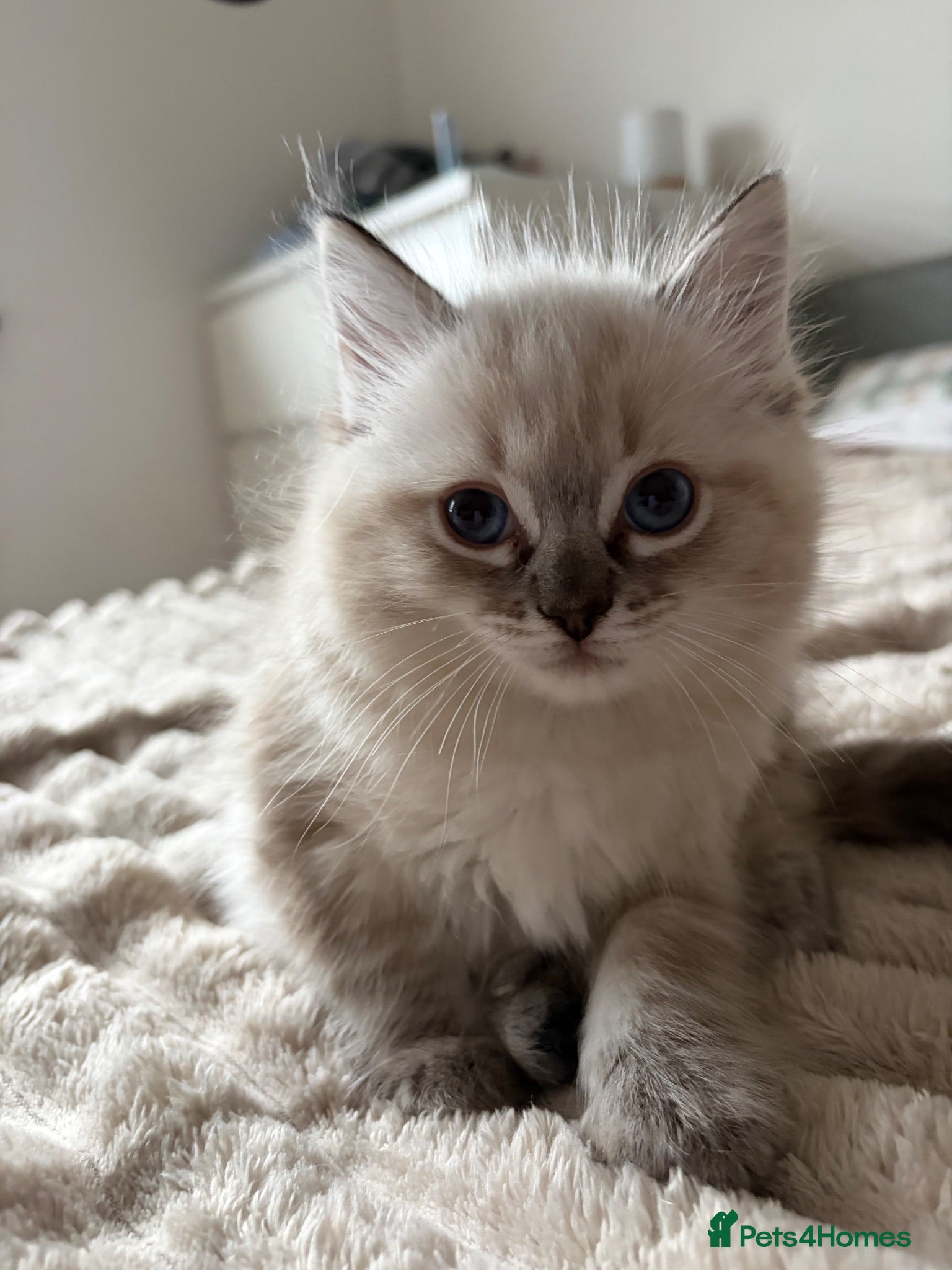 Ragdoll cats Gorgeous ragdoll kittens! - Advert 2