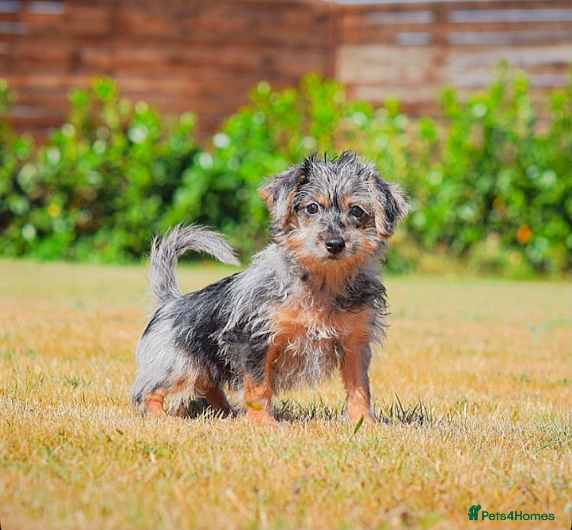 Mixed Breed dogs Patterpoo puppies cute, fun, happy, healthy  - Advert 2