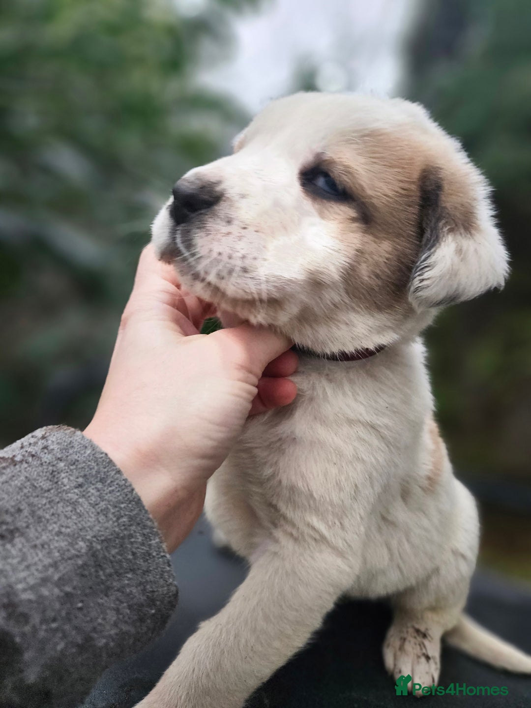 Central Asian Shepherd dogs for sale: Beautiful central Asian shepherd puppies - Advert 19