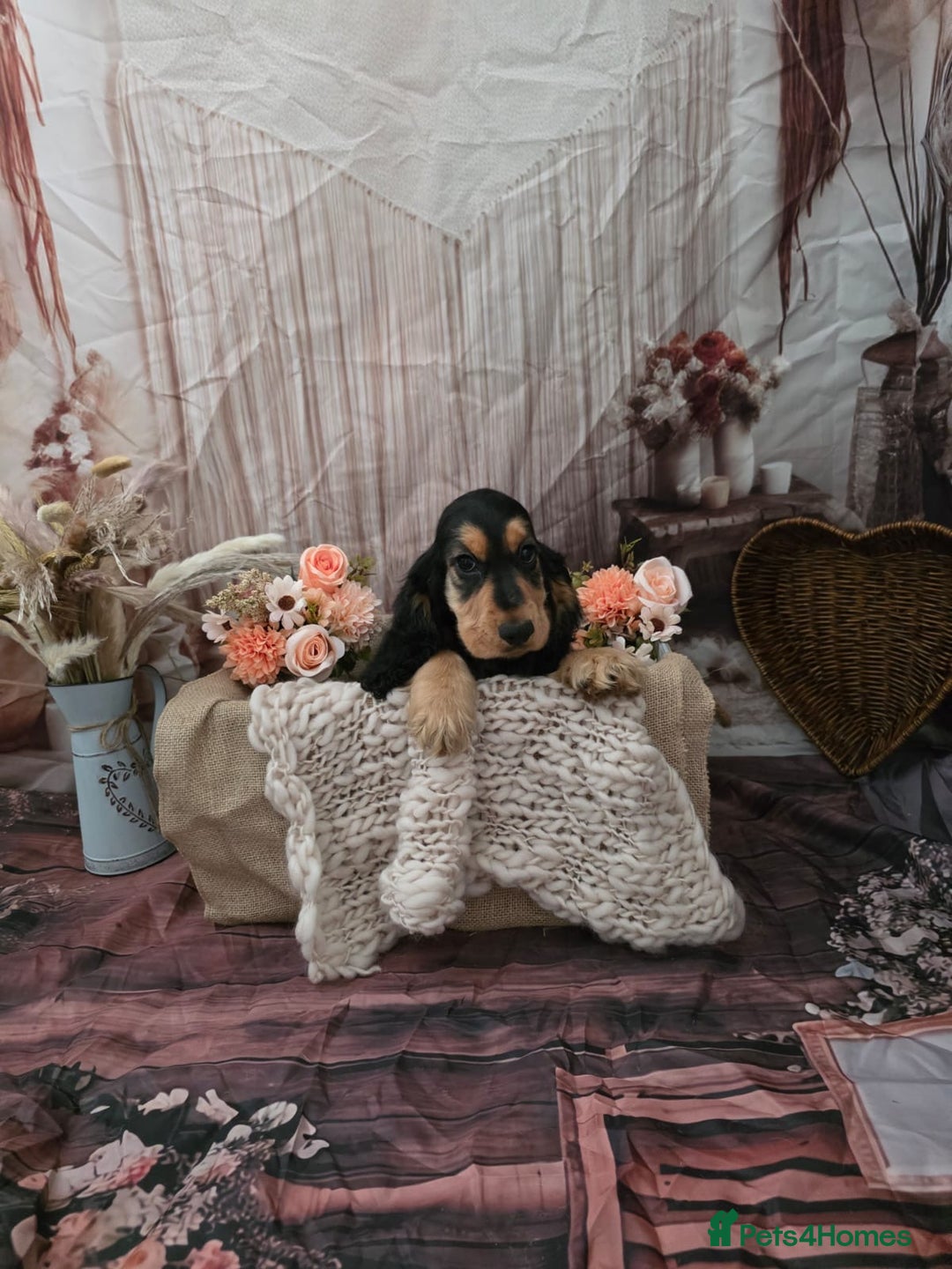 Cocker Spaniel dogs for sale: KC ENGLISH SHOW TYPE COCKER SPANIELS - Image 3