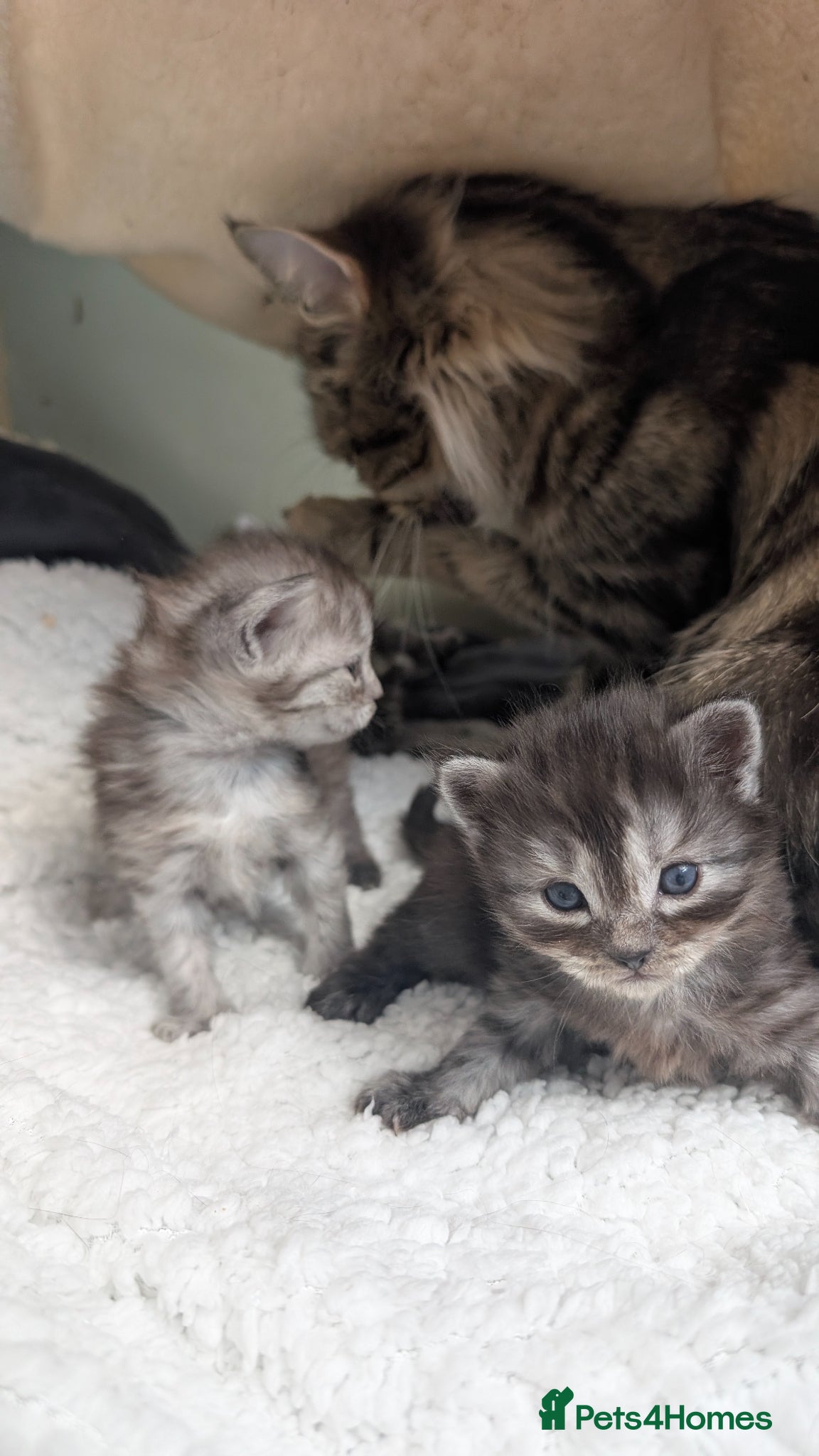 Mixed Breed cats 2 Incredible beautiful kittens! - Advert 2