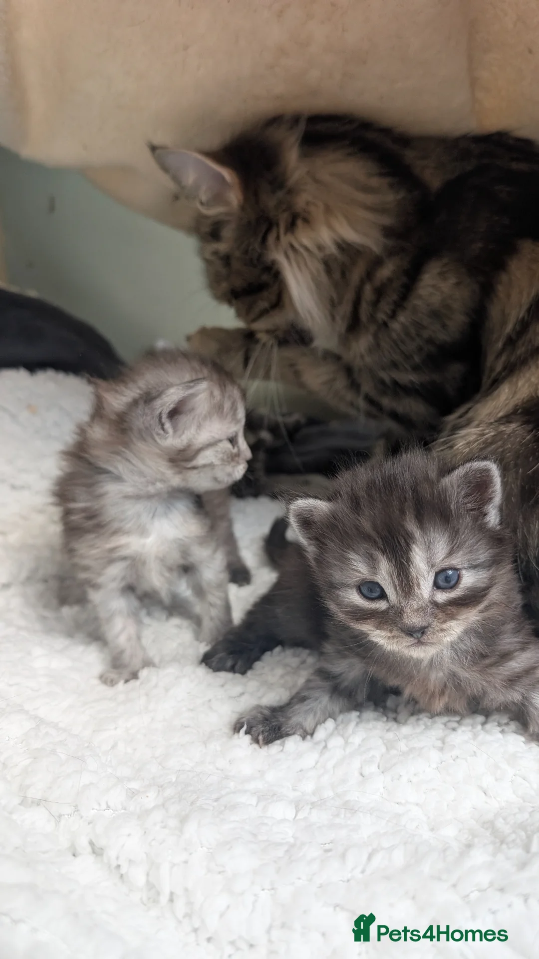 Mixed Breed cats for sale: 2 Incredible beautiful kittens! - Advert 2