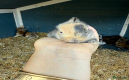 Harlequin rabbits for sale: Harlequin Baby rabbits for sale   - Image 6