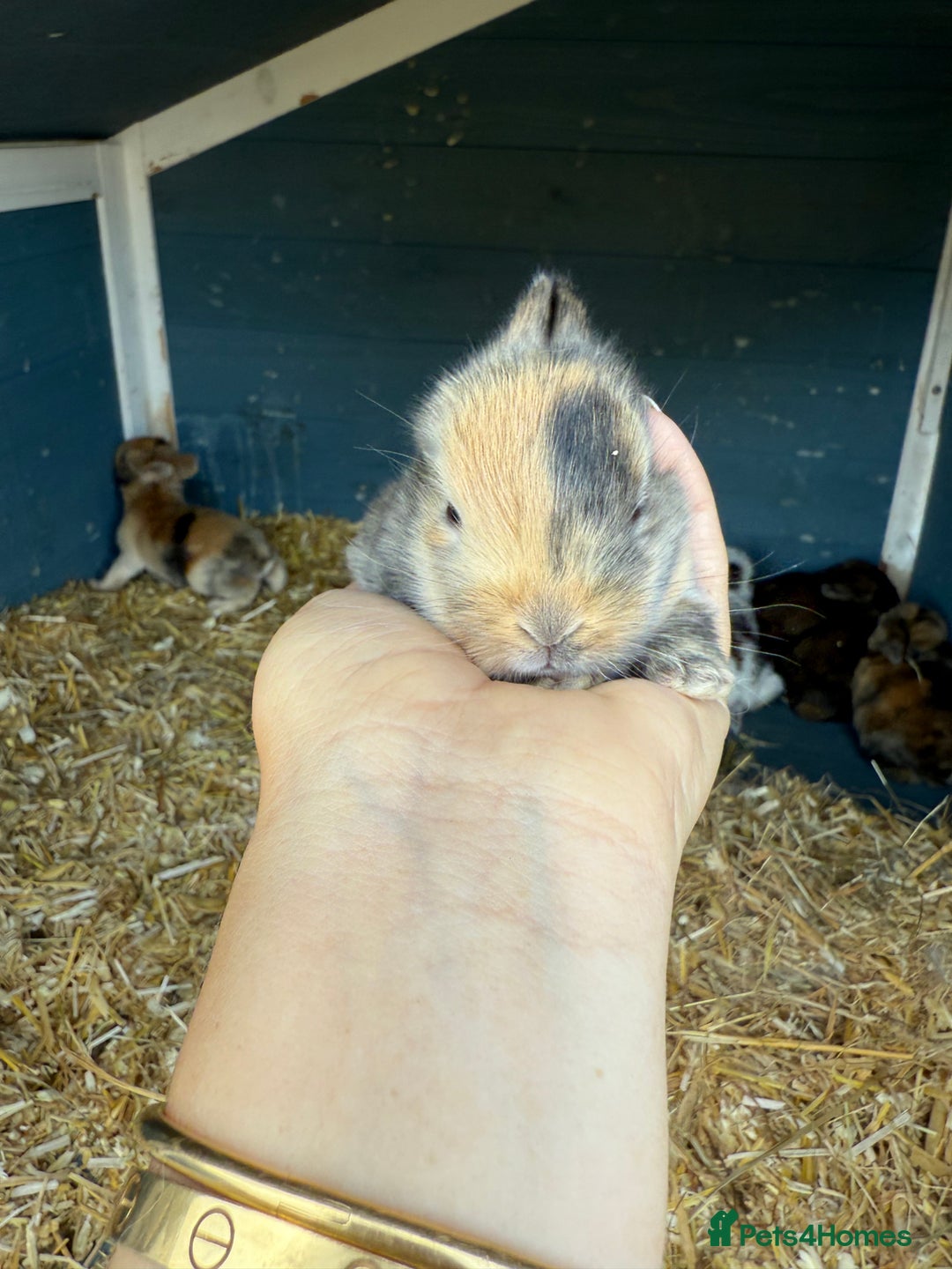 Harlequin rabbits for sale: Harlequin Baby rabbits for sale   - Image 6