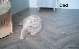 Scottish Fold cats for sale: Scottish fold - Image 11