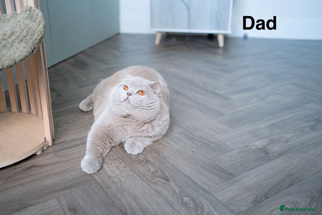 Scottish Fold cats for sale: Scottish fold - Image 11