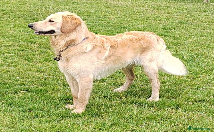Goldendoodle dogs - Advert 2