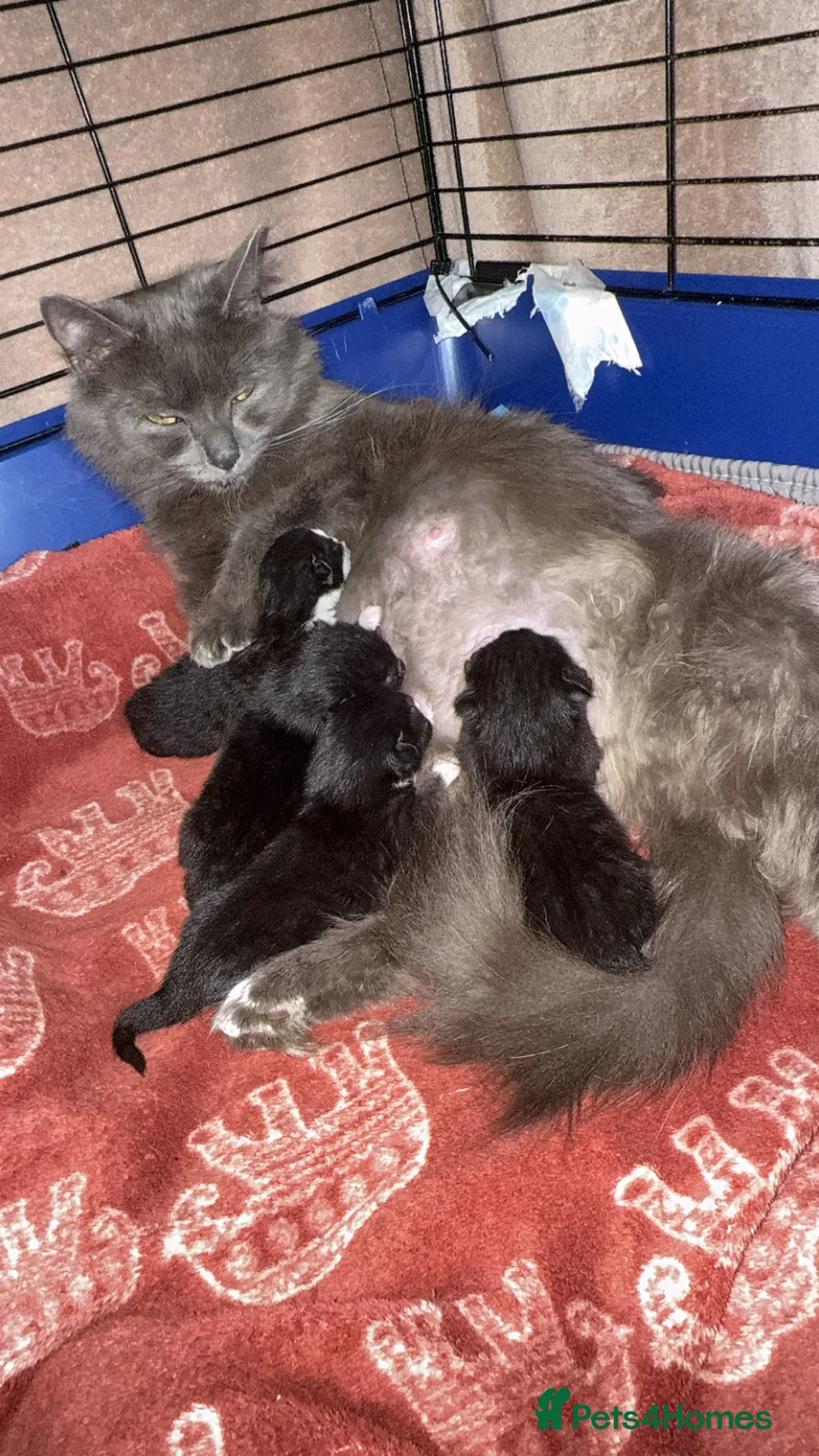 Mixed Breed cats for sale: 2 beautiful girls left in Sunderland - Advert 1