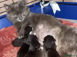 Mixed Breed cats 2 beautiful girls left - Advert 3