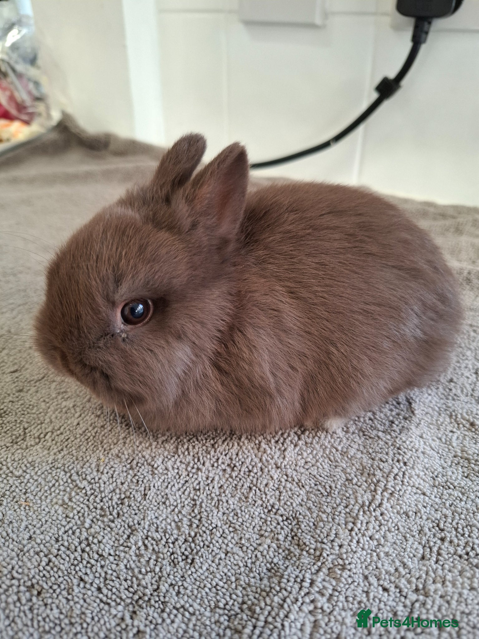 Netherland Dwarf rabbits CHOCOLATE NETHERLAND DWARF - Advert 2