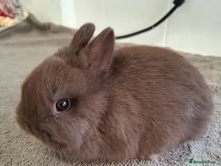 Netherland Dwarf rabbits CHOCOLATE NETHERLAND DWARF - Advert 1