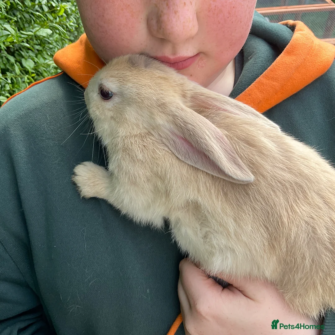 Mini Lop rabbits for sale: X5 Mini Lop Bunnies in Wednesbury - Advert 23
