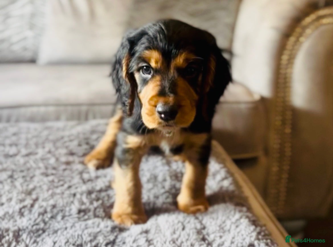Cocker Spaniel dogs ✅ Ready to Leave Next week 1/4 cocker spaniel💙  - Advert 5