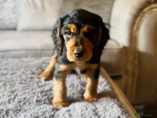 Cocker Spaniel dogs ✅ Ready to Leave Next week 1/4 cocker spaniel💙 - Advert 5
