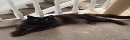 Maine Coon cats for sale: Beautiful Maine Coon boy in North Shields - Advert 2