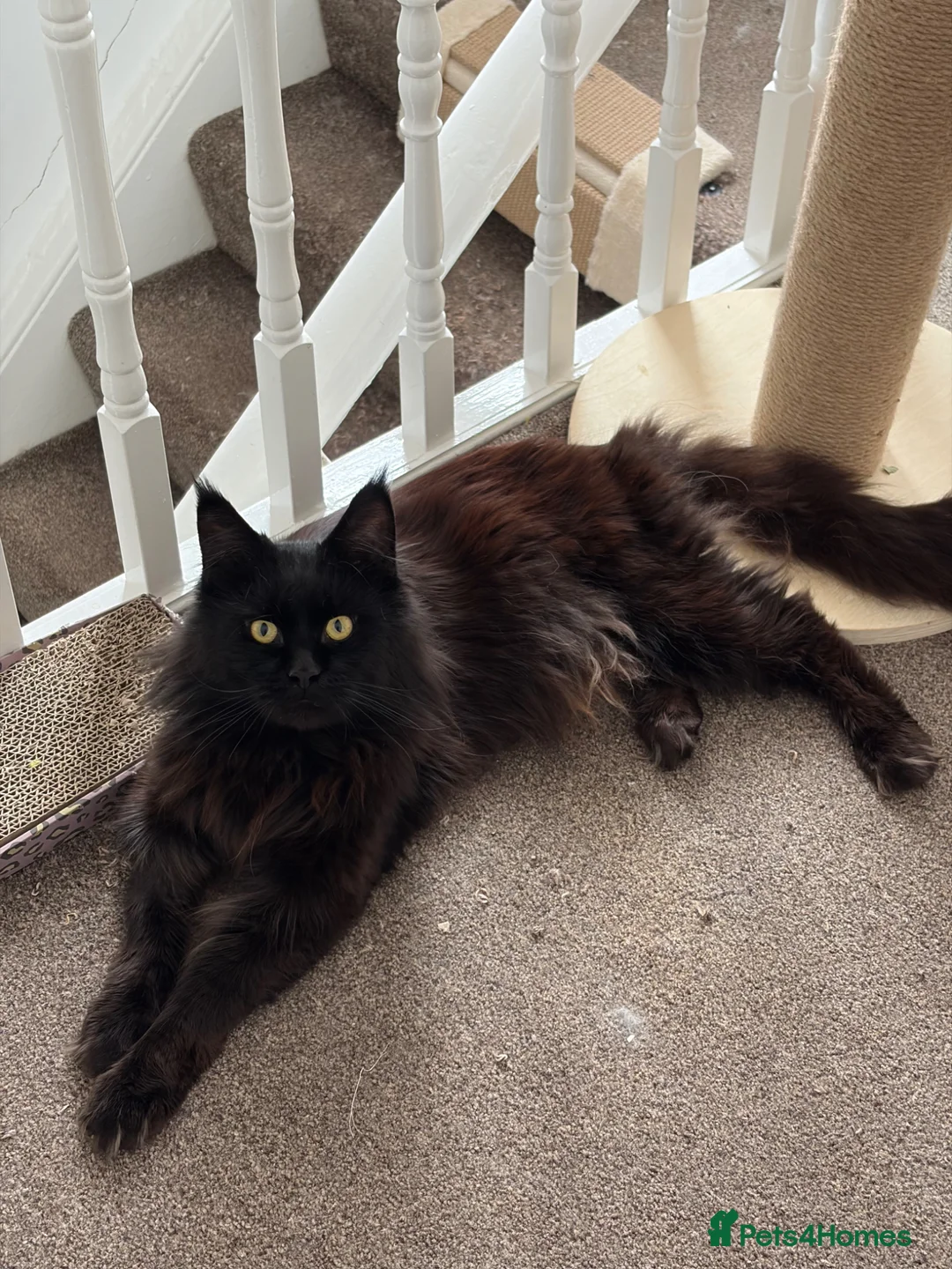 Maine Coon cats for sale: Beautiful Maine Coon boy in North Shields - Advert 2