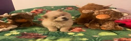Chow Chow dogs for sale: One last little girl Daisy still available  - Advert 23