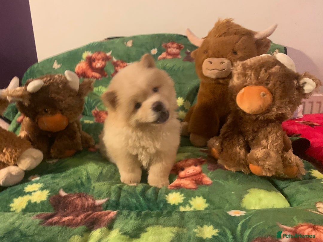 Chow Chow dogs for sale: 5 Chow Chow Puppies - Image 3