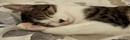 Mixed Breed cats for sale: Beautiful 1 year old female tabby in Bordon - Advert 11