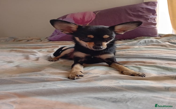 Miniature Pinscher dogs - Advert 1