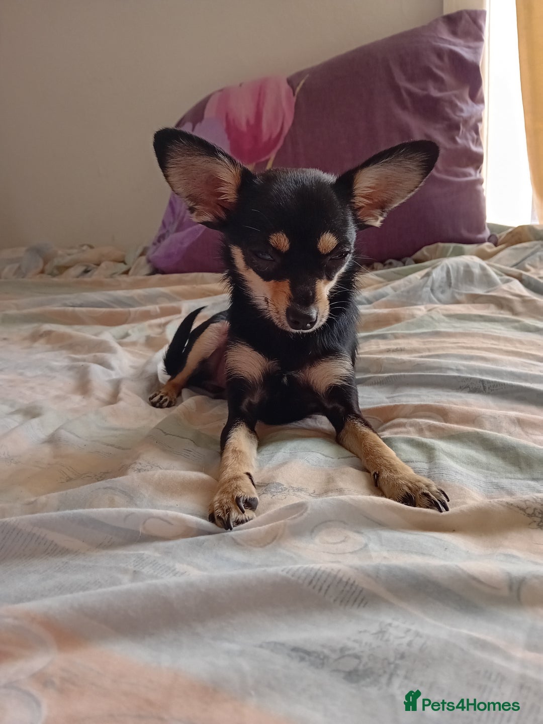 Miniature Pinscher dogs for sale: For sale  - Image 1