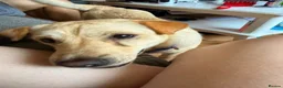 Mixed Breed dogs for adoption: ❤️🐶 LAIMA – HOW IS THIS WONDERFUL GIRL WAITING - Advert 16