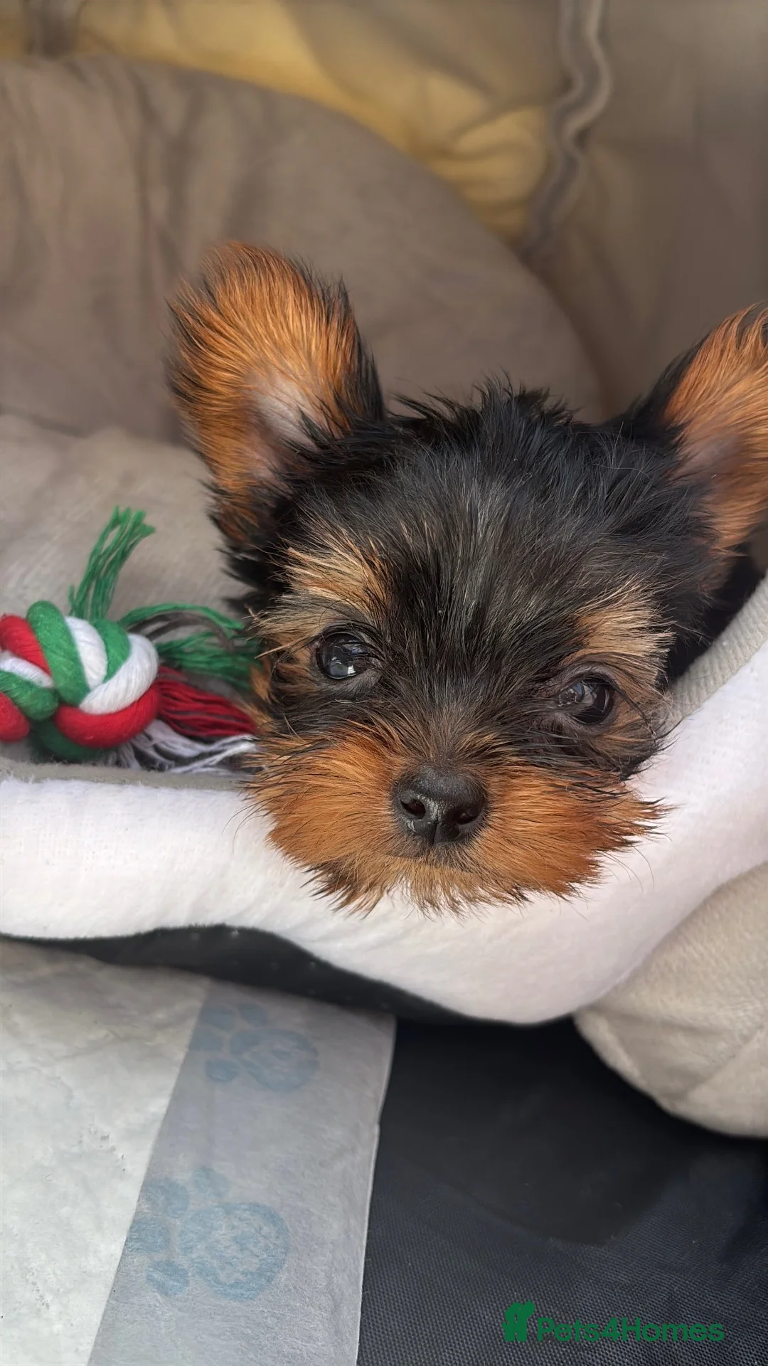Yorkshire Terrier dogs for sale: 2x Tiny Yorkshire Terrier Puppies - Advert 2