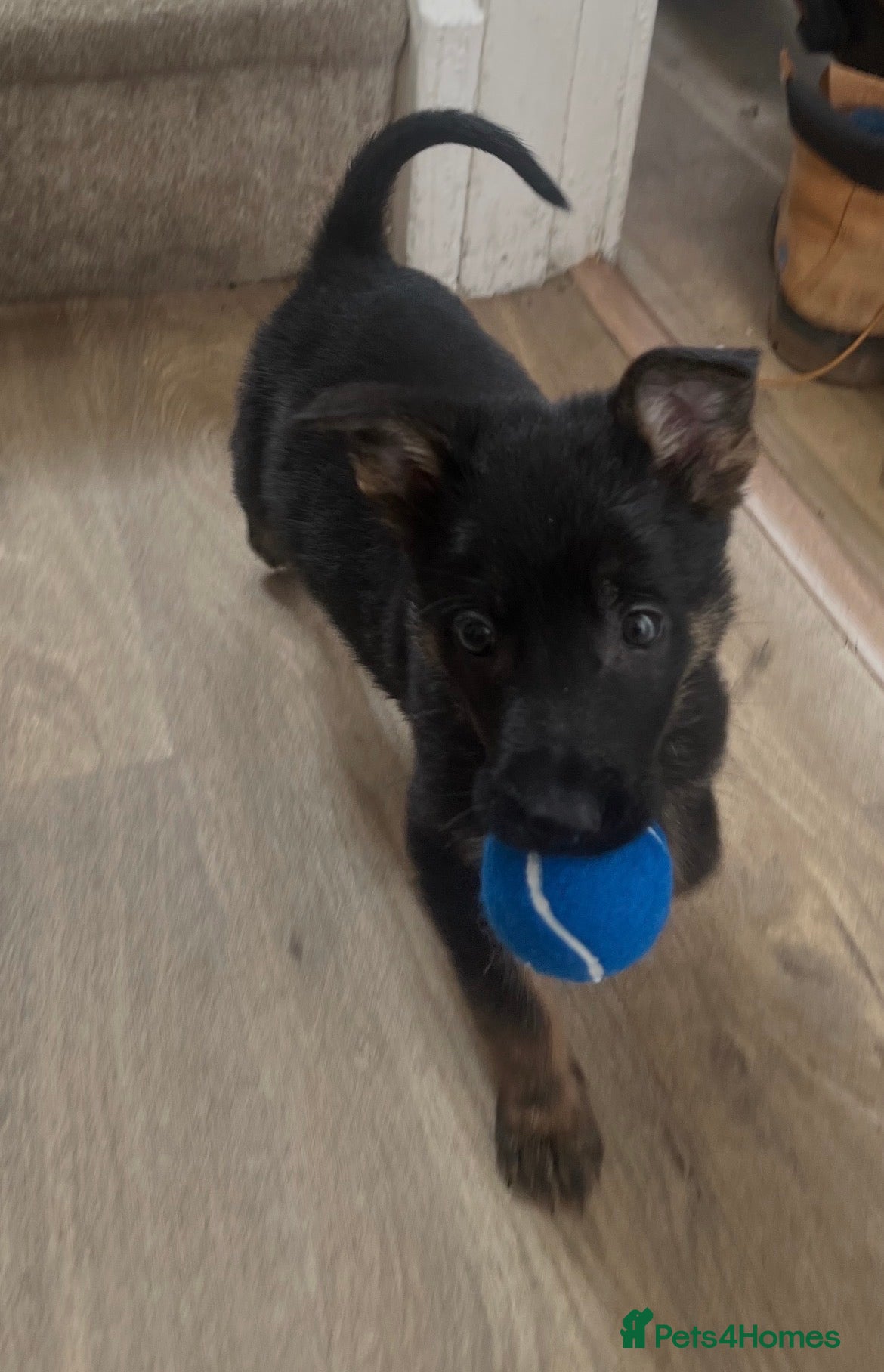 German Shepherd dogs Gorgeous girl German Shepard puppy - Advert 18