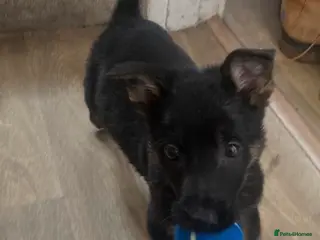 German Shepherd dogs Gorgeous girl German Shepard puppy - Advert 18