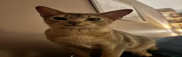 Abyssinian cats for sale: Everybody’s favourite 🤍 - Advert 12