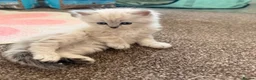 Scottish Fold cats for sale: Stunning Scottish Folds for sale in Sittingbourne - Advert 2