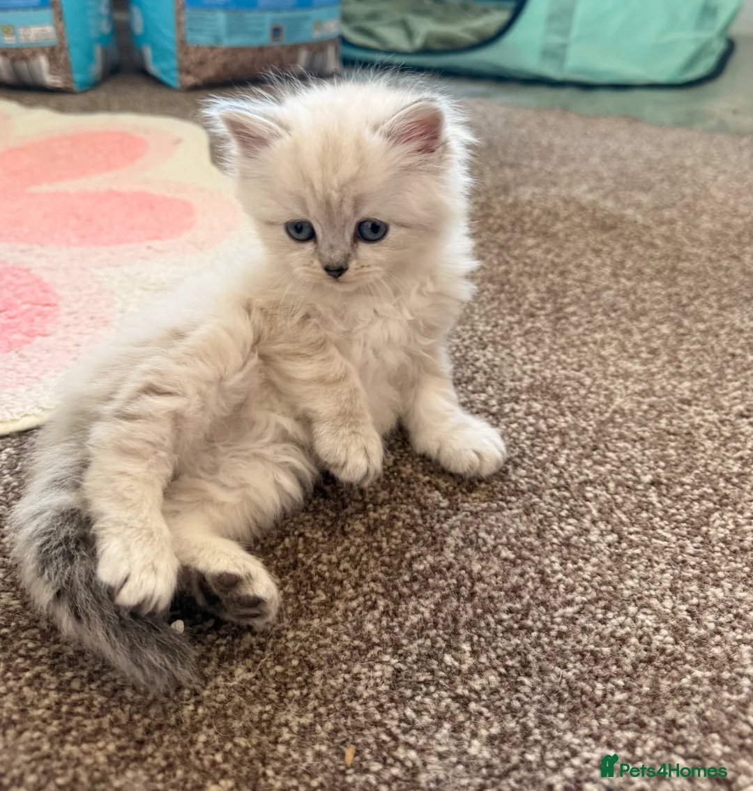 Scottish Fold cats for sale: Stunning Scottish Folds for sale in Sittingbourne - Advert 2